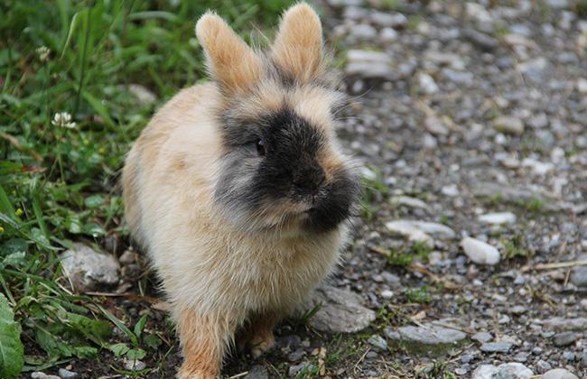 Hase